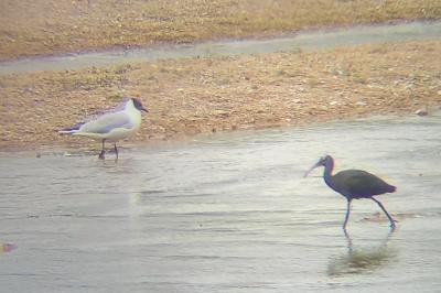 Ibis falcinelle