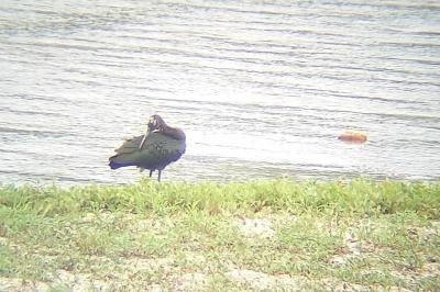 Ibis falcinelle