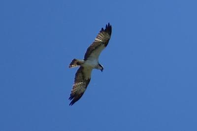 Balbuzard pêcheur