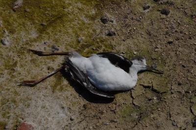 Echasse blanche