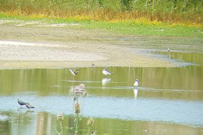 Echasse blanche