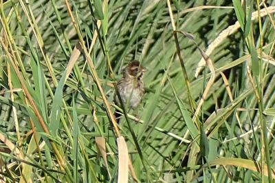 Bruant des roseaux
