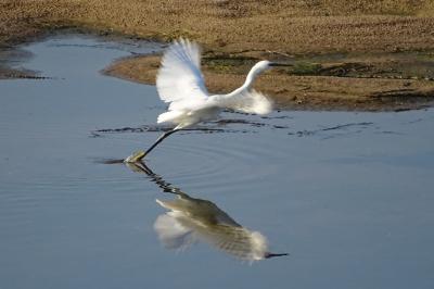 Aigrette garzette
