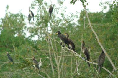Grand Cormoran