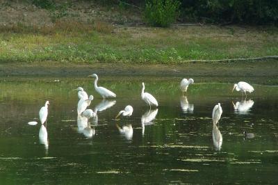 Grande Aigrette