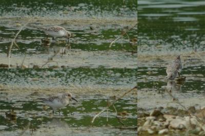 Bécasseau sanderling