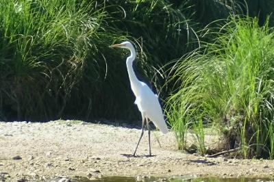 Grande Aigrette