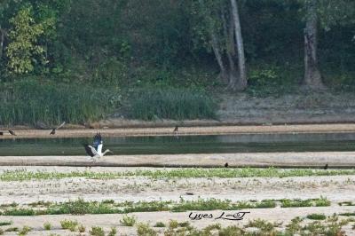 Cigogne blanche