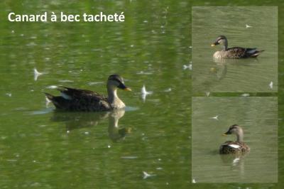 Canard à bec tacheté