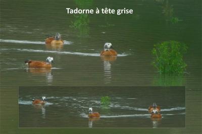 Tadorne à tête grise