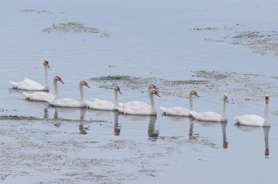 Cygne tuberculé