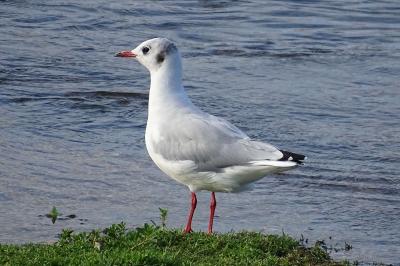 Mouette rieuse