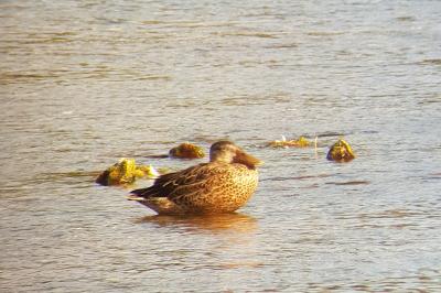 Canard souchet