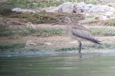 Limosa lapponica