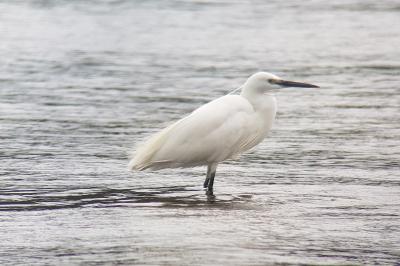 Aigrette garzette
