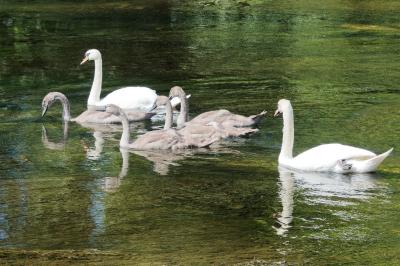 Cygnus olor