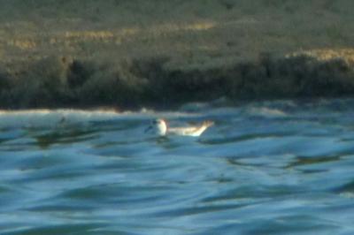 Phalarope à bec large