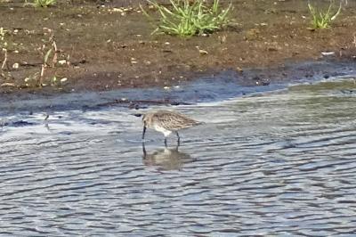 Bécasseau variable