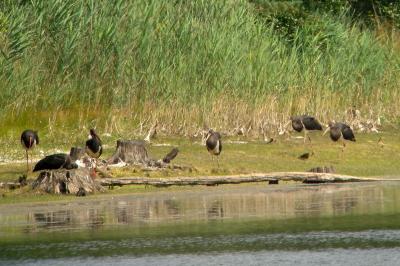 Cigogne noire