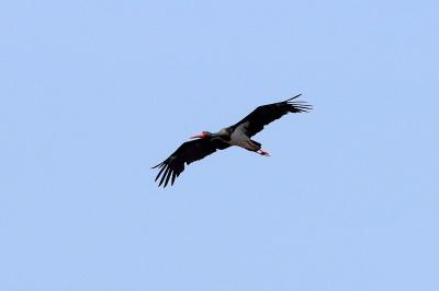 Cigogne noire