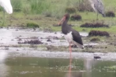 Cigogne noire