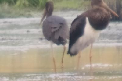 Cigogne noire