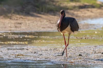 Cigogne noire