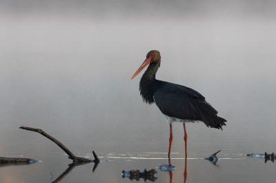 Cigogne noire