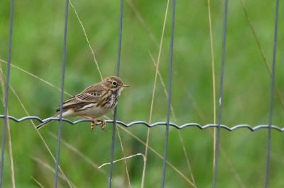 Pipit farlouse
