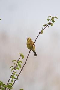 Bruant jaune