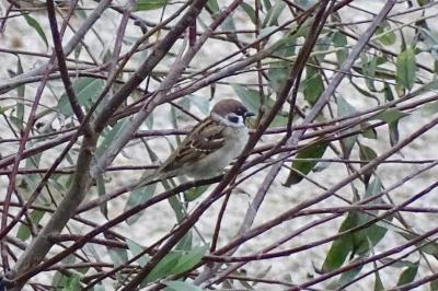 Moineau friquet
