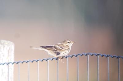 Pipit farlouse