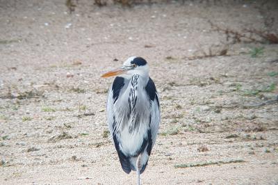 Ardea cinerea