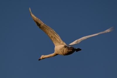Cygne tuberculé