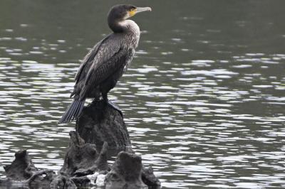 Grand Cormoran