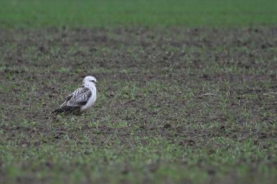 Buse variable