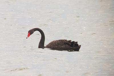 Cygne noir
