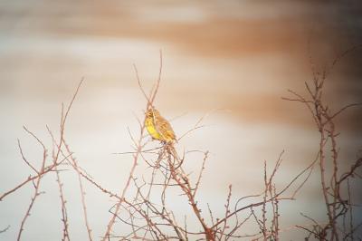 Bruant jaune