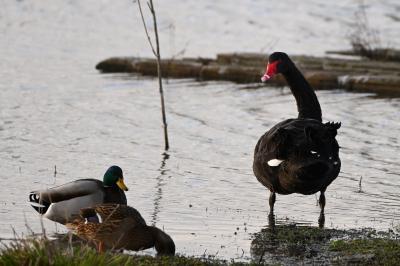 Cygne noir