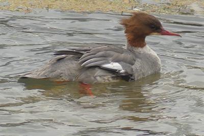 Harle bièvre