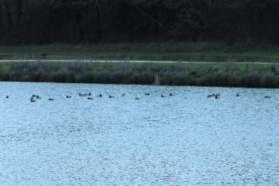 Canard colvert