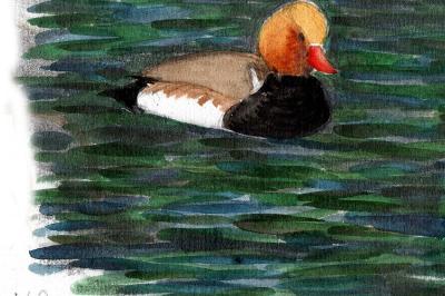 Nette rousse