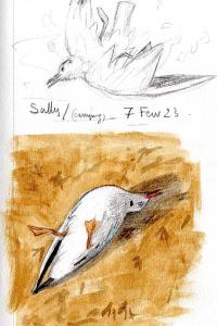 Mouette rieuse