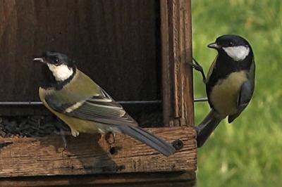 Mésange charbonnière
