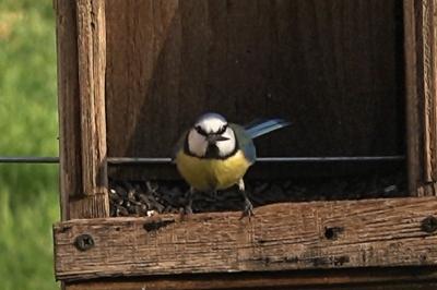 Mésange bleue