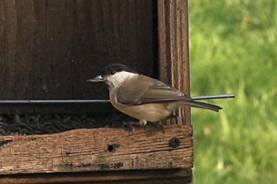 Mésange nonnette
