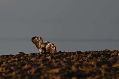 Buse variable