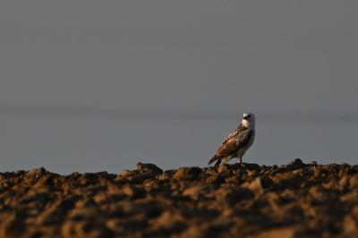 Buse variable