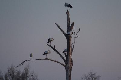 Cigogne blanche