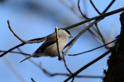 Mésange nonnette